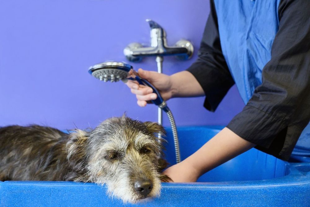 A thorough rinse for a small dog