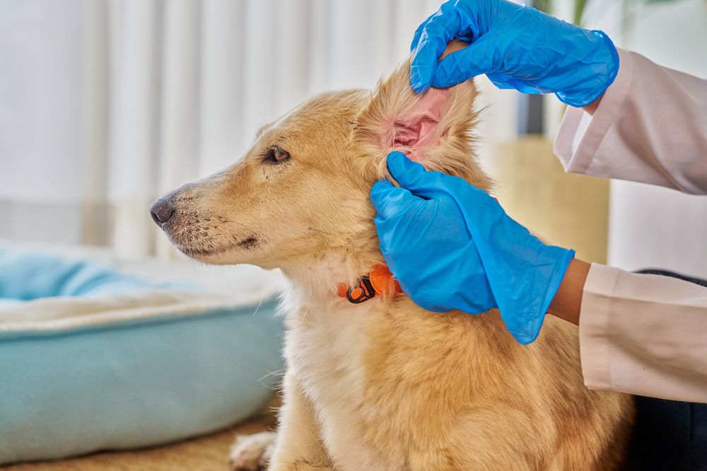 Ear Cleaning