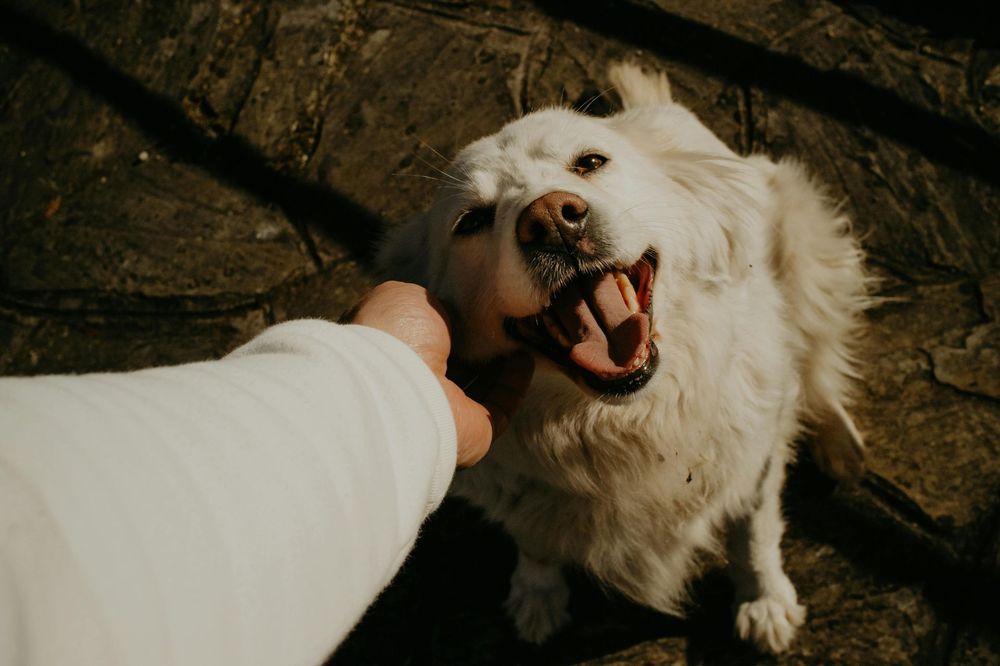 A happy dog after grooming